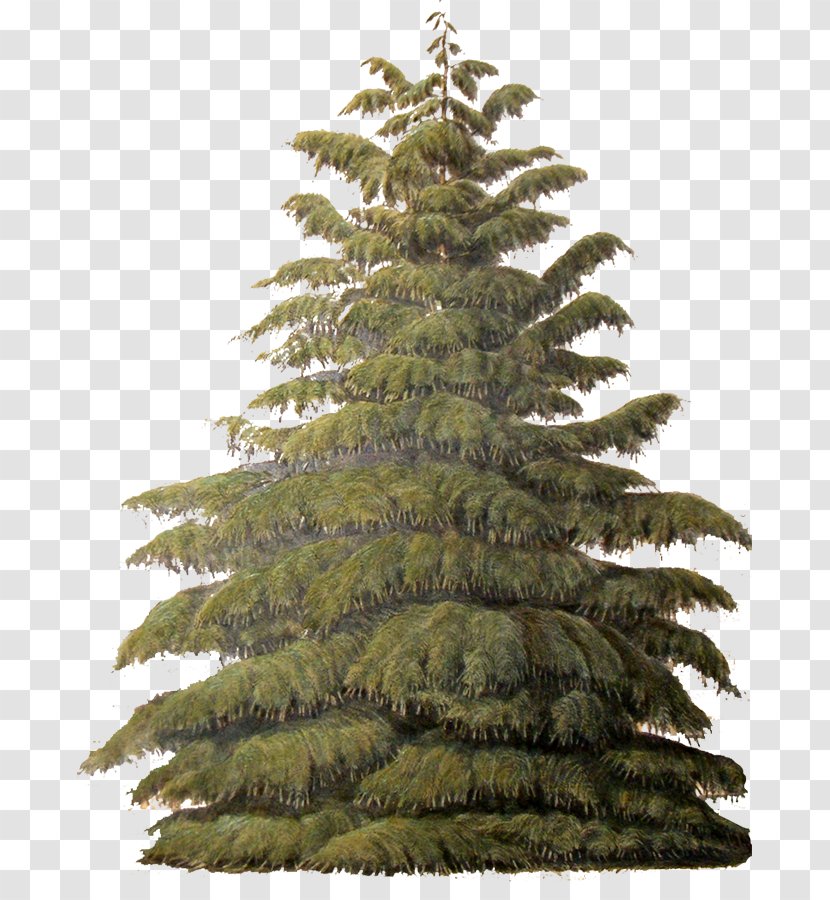Tree Conifers Evergreen Sugar Pine Plant - Biome - Succulent Border Transparent PNG