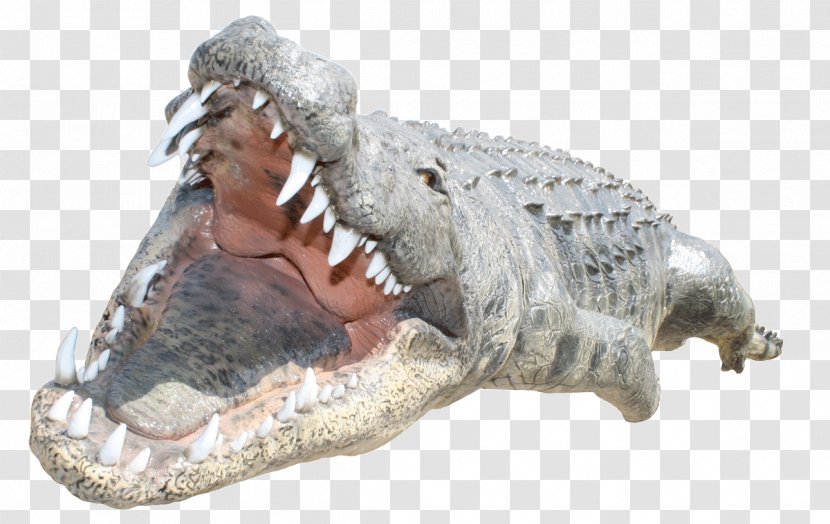 Crocodile Alligator - Clip Transparent PNG