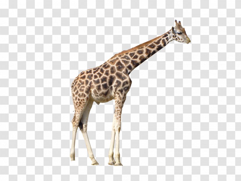 Giraffe Clip Art - South African Transparent PNG