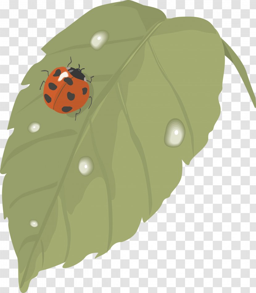 Ladybird Beetle Bokförlag Leaf Publishing Clip Art - Ppt Transparent PNG