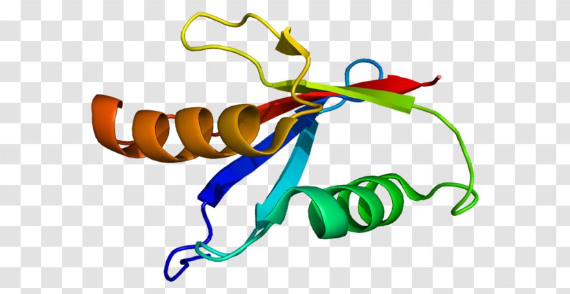 PRKCI Protein Kinase C PKC Alpha - Heart - Flower Transparent PNG
