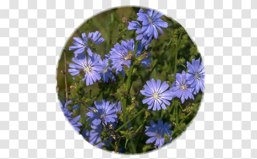 Chicory Flower Medicinal Plants Chicorée Industrielle - Root - Ipoh Malaysia Transparent PNG