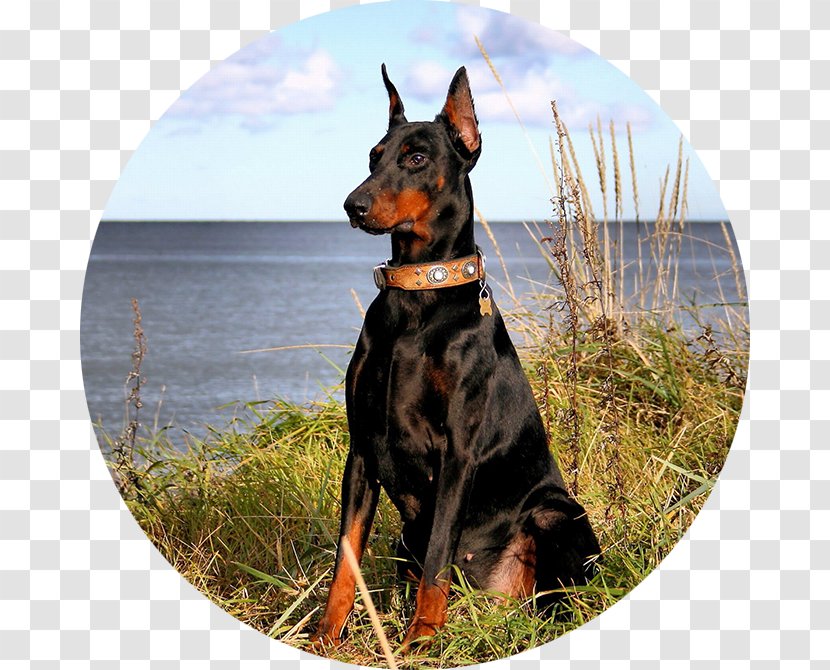 Dobermann Miniature Pinscher Desktop Wallpaper Computer - Highdefinition Television - Display Resolution Transparent PNG