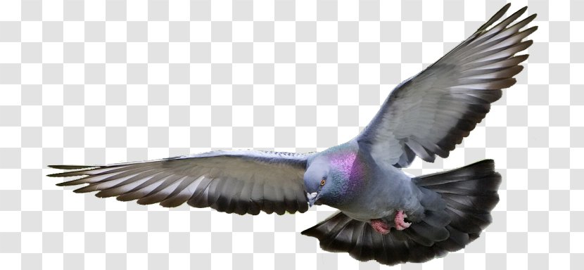 Racing Homer Homing Pigeon Columbidae Bird Fancy Transparent PNG