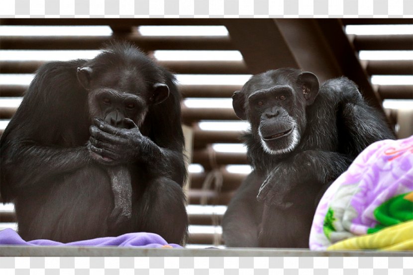 Common Chimpanzee Gorilla Ape Homo Sapiens Technology - Mammal Transparent PNG