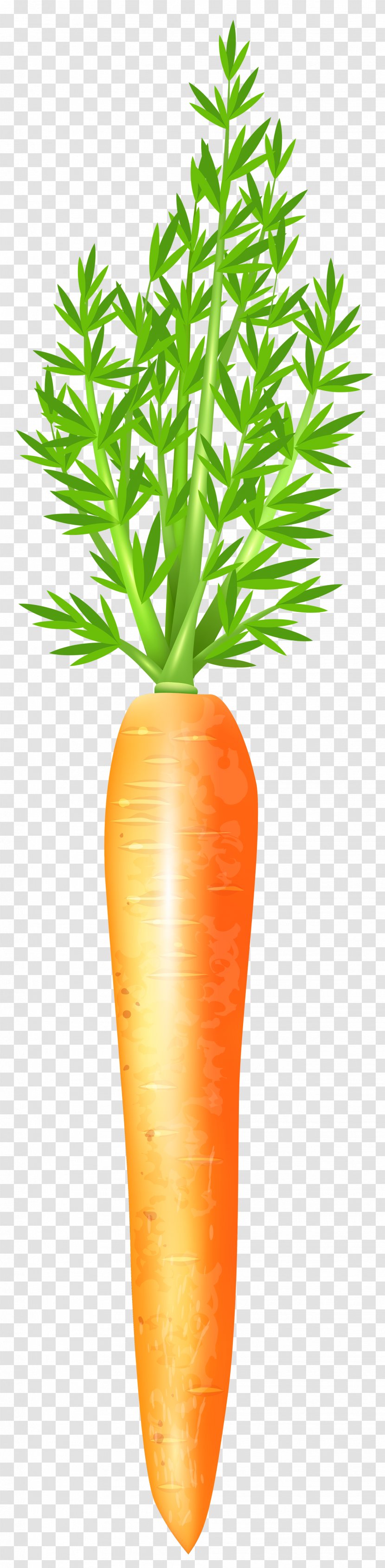 Carrot Clip Art - Baby - Free Image Transparent PNG