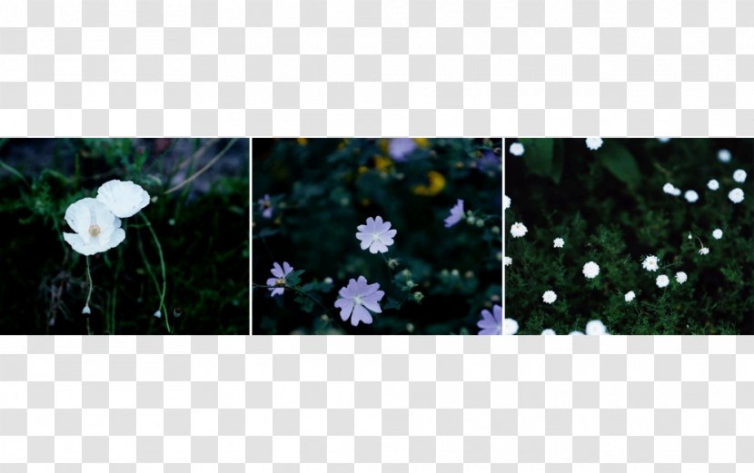 Flowering Plant - Violet - 20171209 Transparent PNG