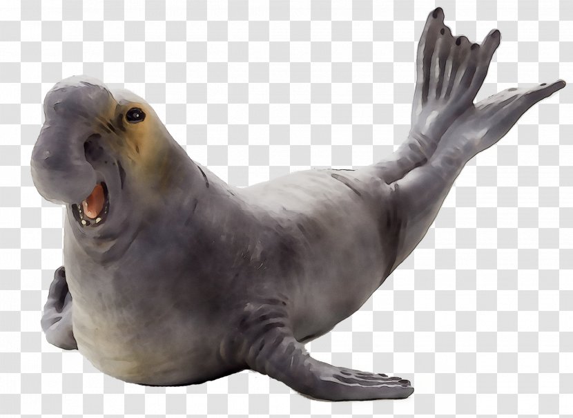 Sea Lion Harbor Seal Terrestrial Animal Fauna - Walrus - Vertebrate Transparent PNG