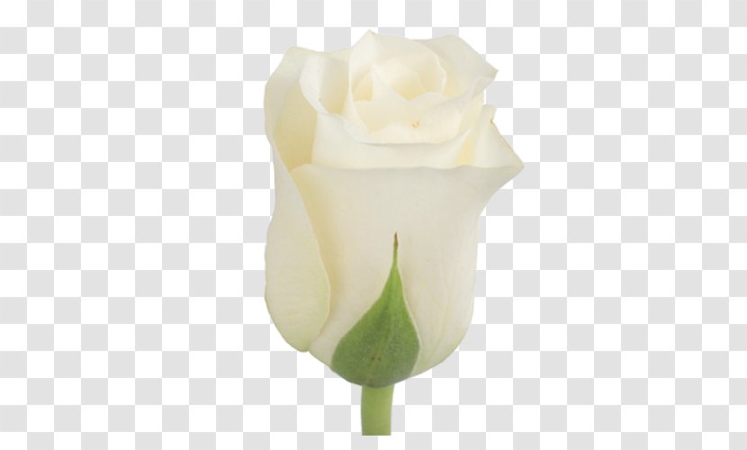 Garden Roses Calas Cut Flowers Bud - Rose Family - Budweiser Products In Kind Transparent PNG