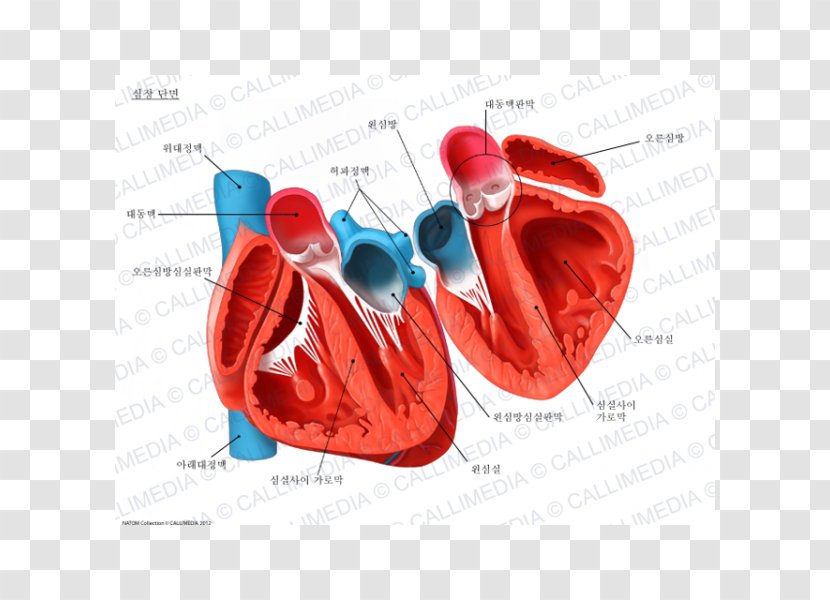 Heart Human Anatomy Circulatory System Cross Section - Flower Transparent PNG