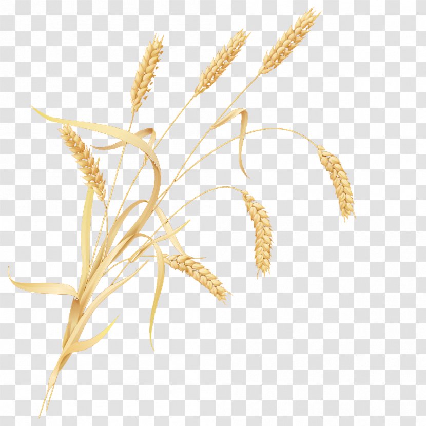 Cereal Germ Wheat - Plant Stem Transparent PNG