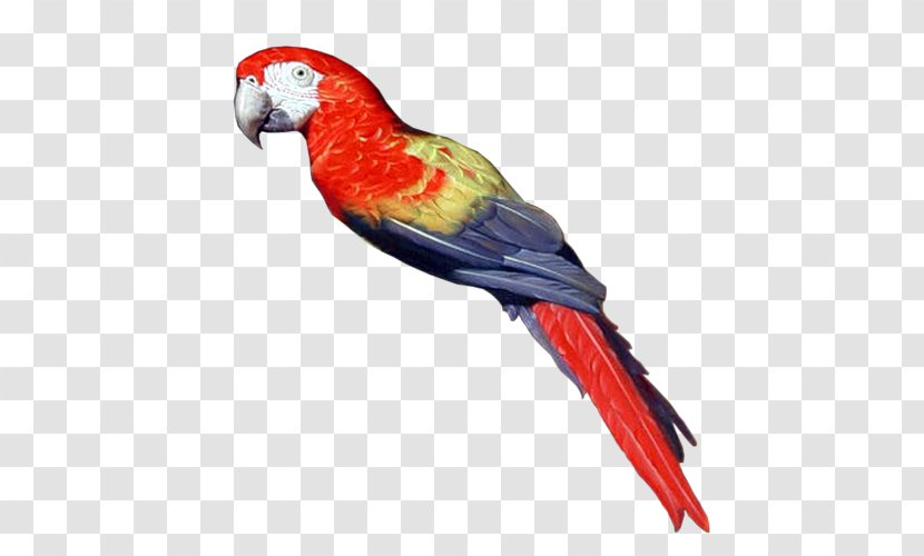 Pirate Parrot Bird Parakeet Clip Art - Macaw Transparent PNG