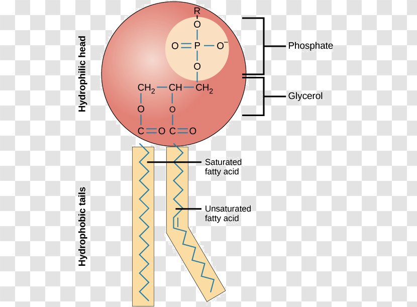 Phospholipid Cell Membrane Lipid Bilayer Biological - Molecule - Ovarian Cycle Calendar Transparent PNG