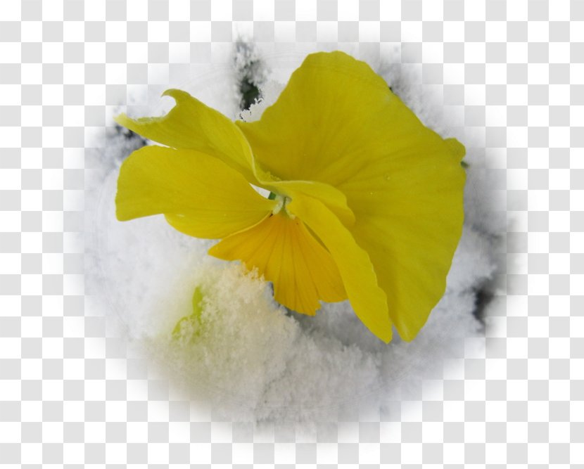 Pansy Close-up - Flower - Bono Transparent PNG