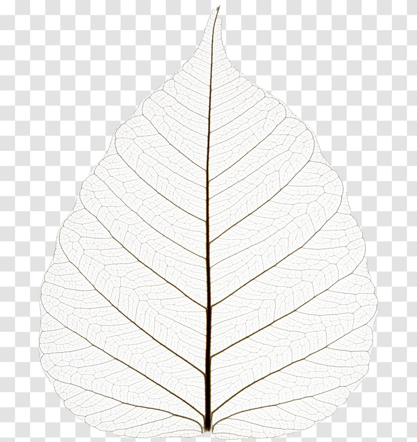 Leaf Tree - Black And White - Dried Transparent PNG