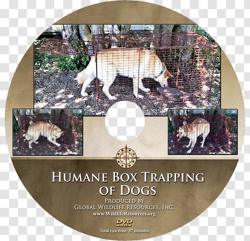 Dog Training Animal DVD .com - Mixture Transparent PNG