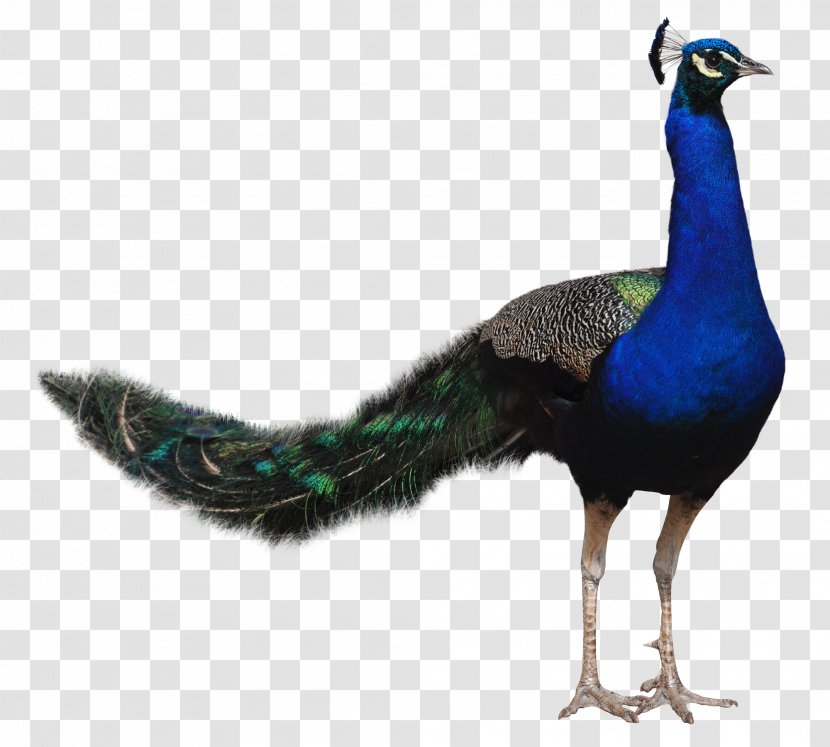Bird Peafowl - Turquoise - Peacock Transparent PNG
