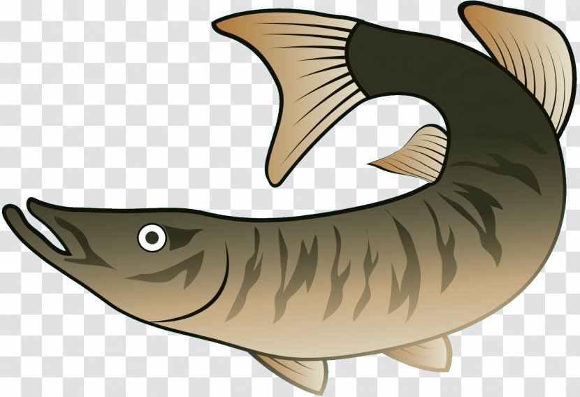 Clip Art Fish Requiem Sharks Fauna - Tail - Mammal Transparent PNG