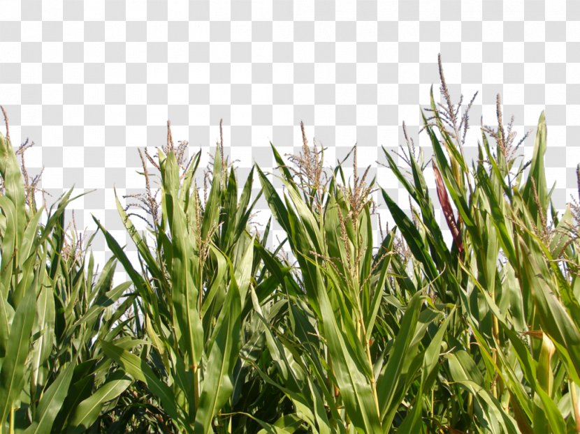 Triticale Maize Crop Plant - Grass - Corn Transparent PNG
