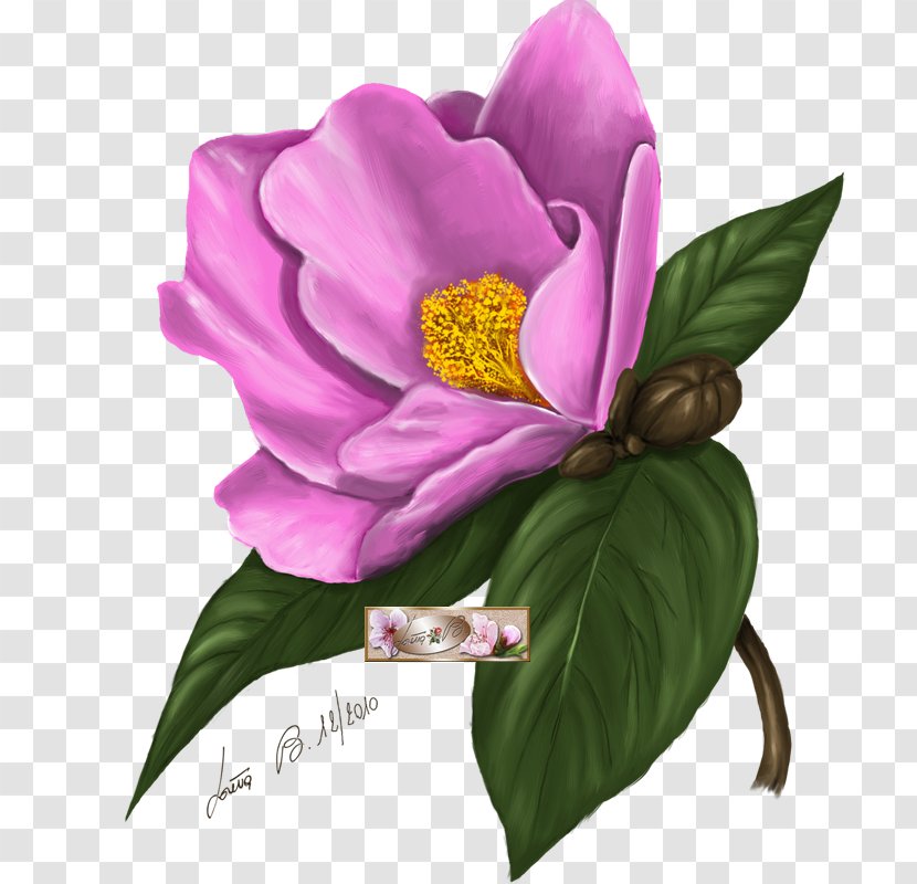 Camellia Painting Art Flower - Petal Transparent PNG