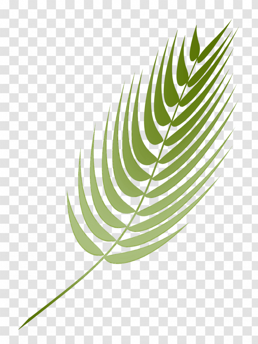 Feather Transparent PNG