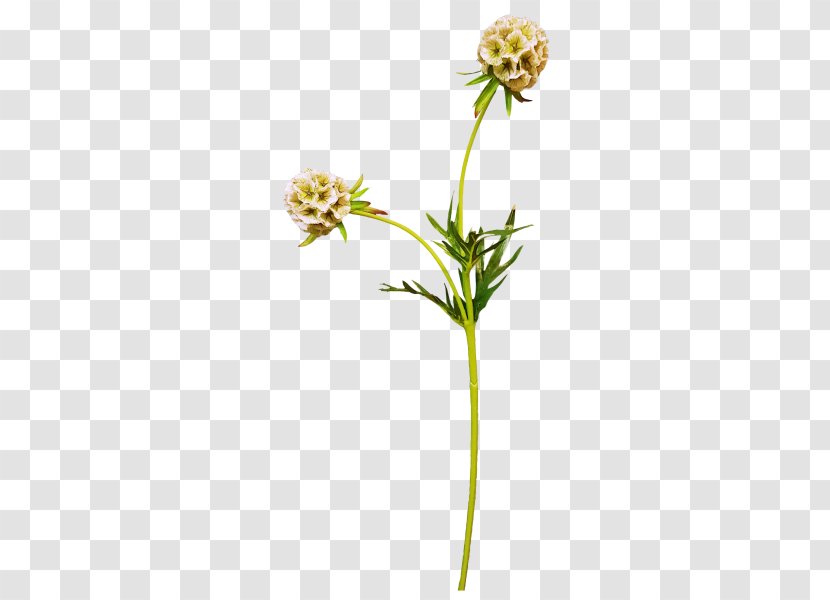 Flowering Plant Stem - Flower Transparent PNG