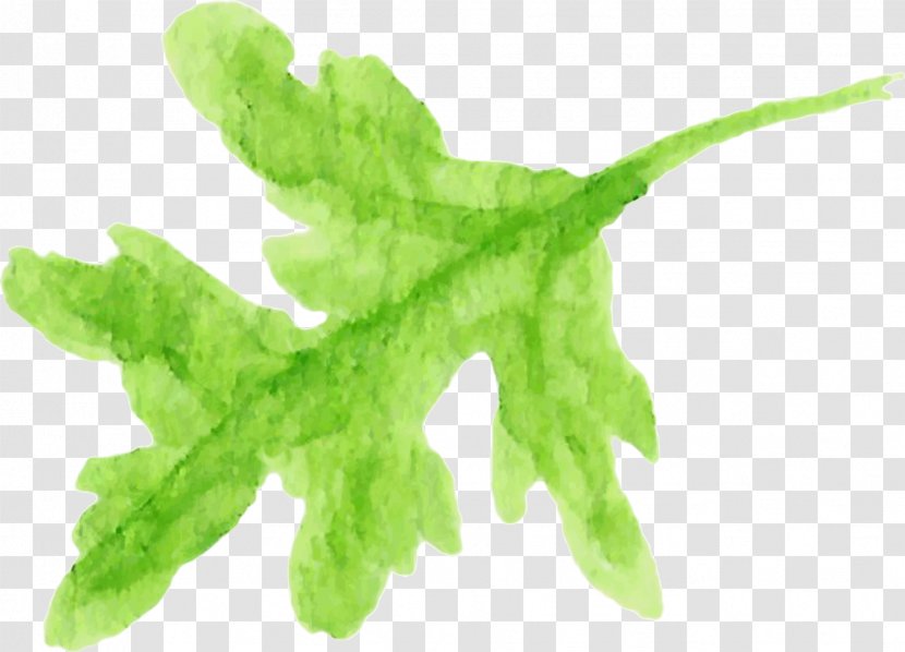 Leaf Vegetable Herb Plant Stem - Poppy Transparent PNG