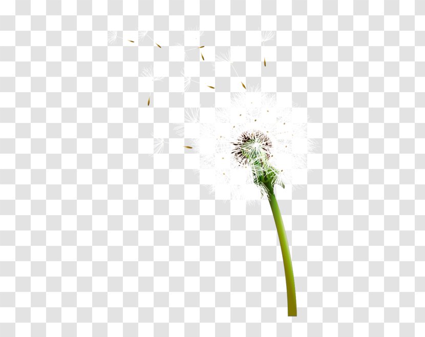 Common Dandelion Euclidean Vector Icon - Flower - Seeds Transparent PNG