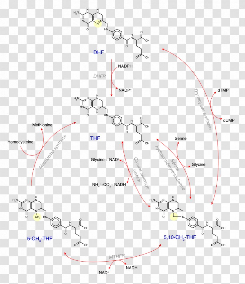 Levomefolic Acid 5,10-Methylenetetrahydrofolate Vitamin Dihydrofolic - Major Depressive Disorder - Anioi Transparent PNG