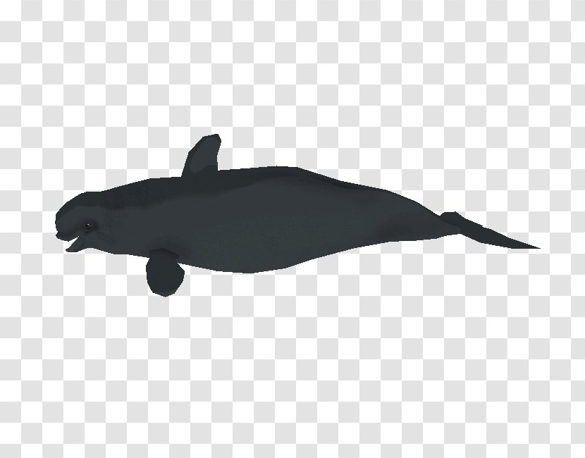 Dolphin Porpoise - Seals Transparent PNG