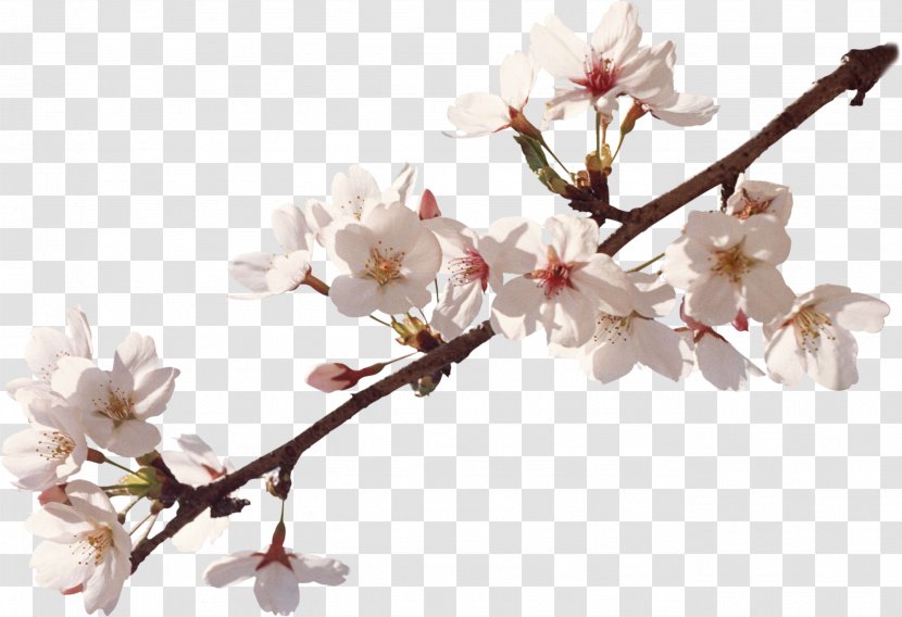 Apples Flower Cherry Blossom Spring - Apricot Transparent PNG