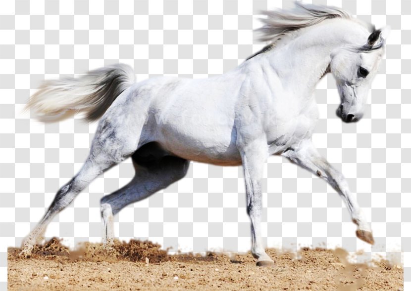 Arabian Horse Akhal-Teke Mare Stallion Mane - Bridle - Mustang Transparent PNG