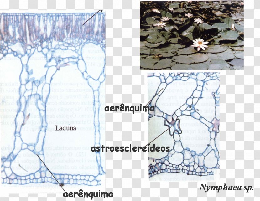Tissue Parenchyma Collenchima Meristem Symplast - Silhouette - Plant Transparent PNG