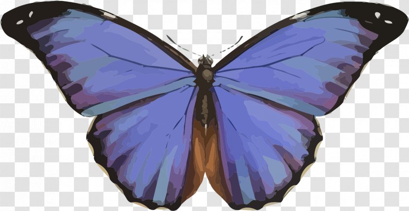 Butterfly Morpho Menelaus Peleides Rhetenor Insect - Blue Transparent PNG