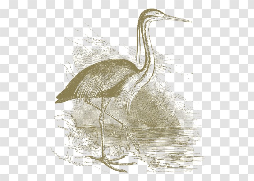Egret Crane Heron Bird Beak - Pelecaniformes Transparent PNG