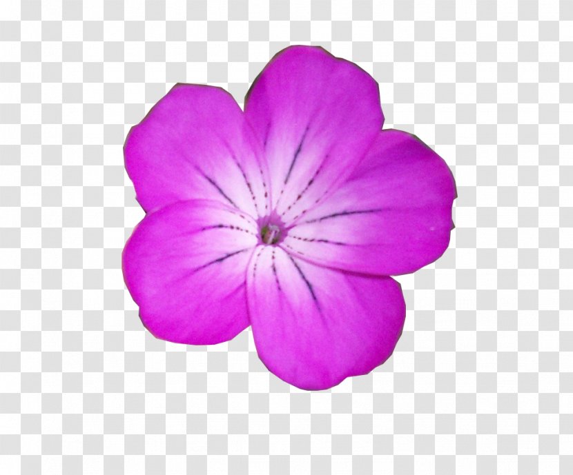 Crane's-bill Violet Herbaceous Plant Family Transparent PNG