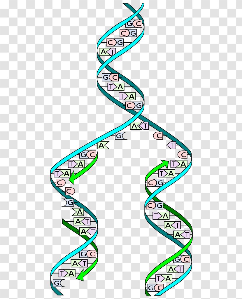 DNA Replication Biology Cell Adenine - Erwin Chargaff Transparent PNG