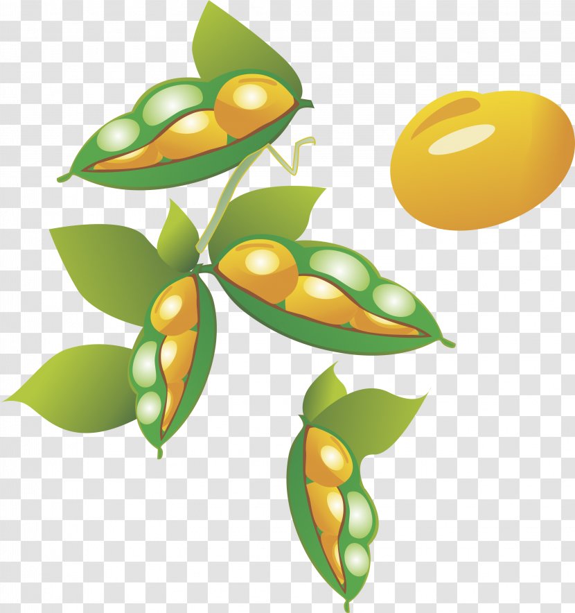 Cartoon Soybean Oryza Sativa - Pea Vector Element Transparent PNG