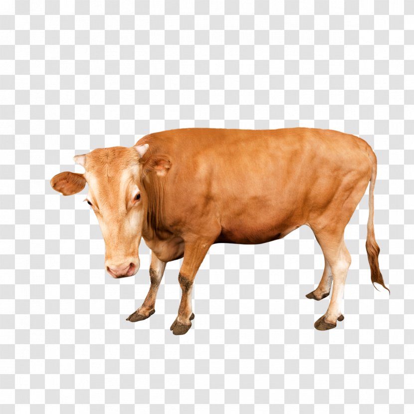 Milk Poster Google Images - Cattle Like Mammal - Yellow Free Material Transparent PNG