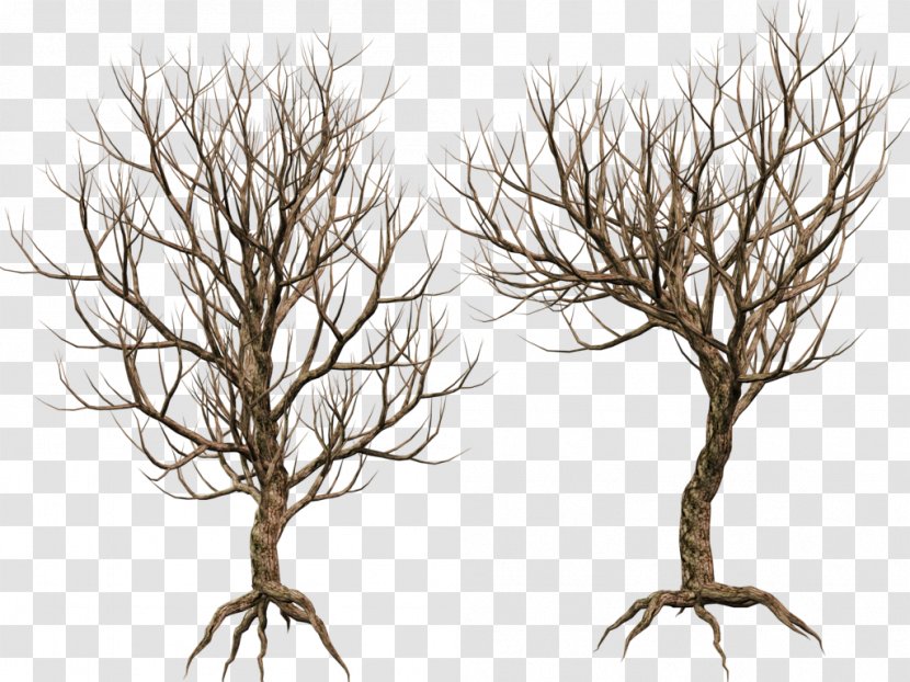 Tree Woody Plant Twig Branch - Stock - Share Transparent PNG