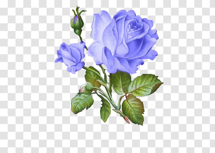 Drawing Decoupage Art Flower - Arranging - Blue Rose Transparent PNG
