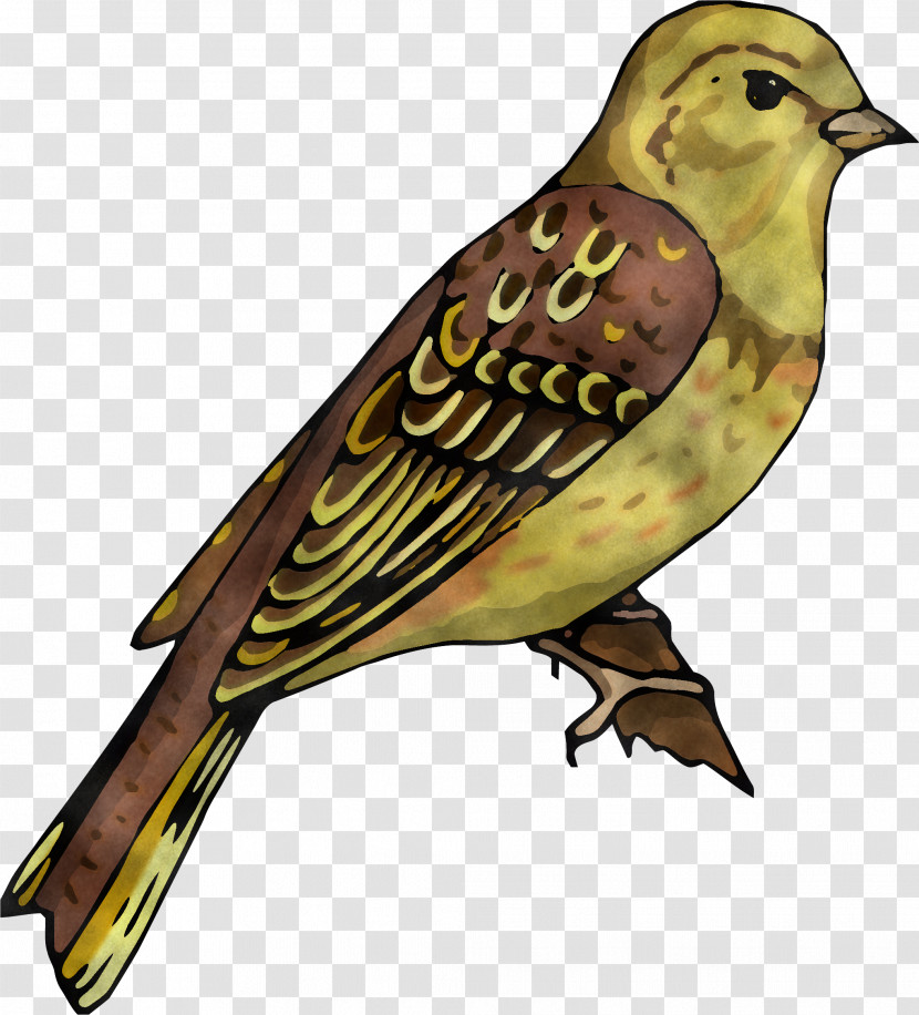 House Sparrow Ortolan Bunting Finches Birds Cuckoos Transparent PNG