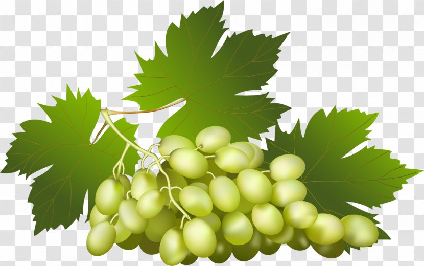 Common Grape Vine Wine Juice - Berries Transparent PNG