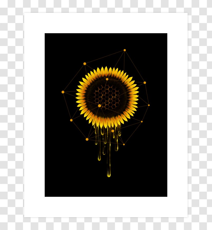 Stock Photography Sunflower M - Flower - Flowering Plant Transparent PNG
