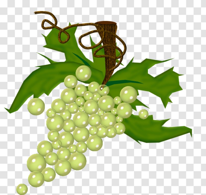 Wine Common Grape Vine Drawing Fruit - Food - Raisin Transparent PNG