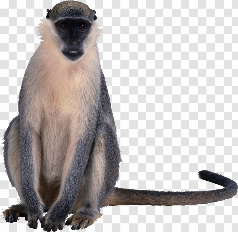 Macaque Primate Old World Monkeys Clip Art - New - Monkey Transparent PNG