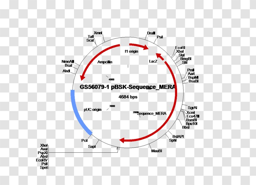 Ampicillin Resistance E. Coli Plasmid Gene - Area - Fluorescence Line Transparent PNG