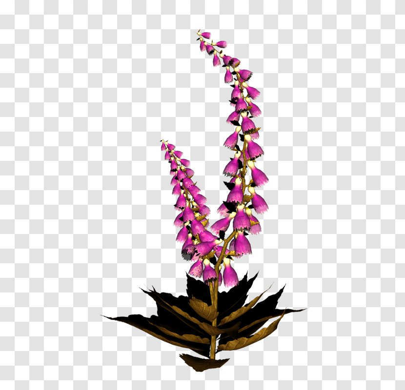 Google Images - Flowering Plant Transparent PNG