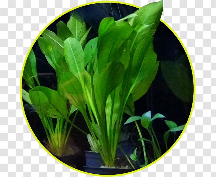 Water Spinach Aquariums Aquatic Plants Komatsuna - Fresh - Underwater Plant Transparent PNG