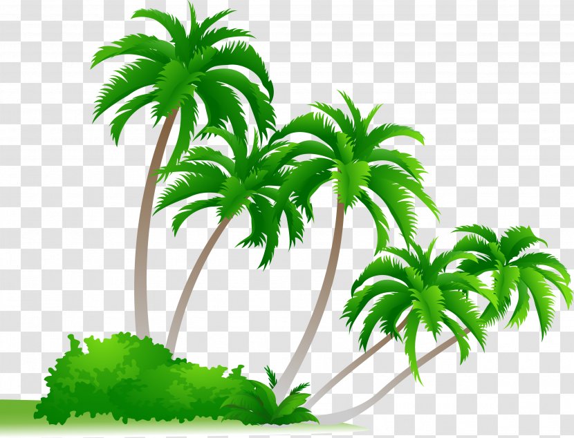 Arecaceae Cdr Drawing Clip Art - Beautiful Coconut Trees Transparent PNG